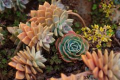 Copper Rose