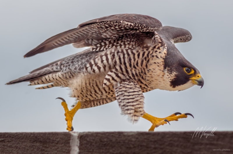 Defiant