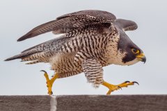 Defiant