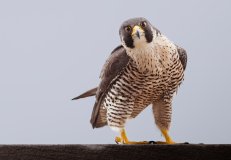 Sentinel